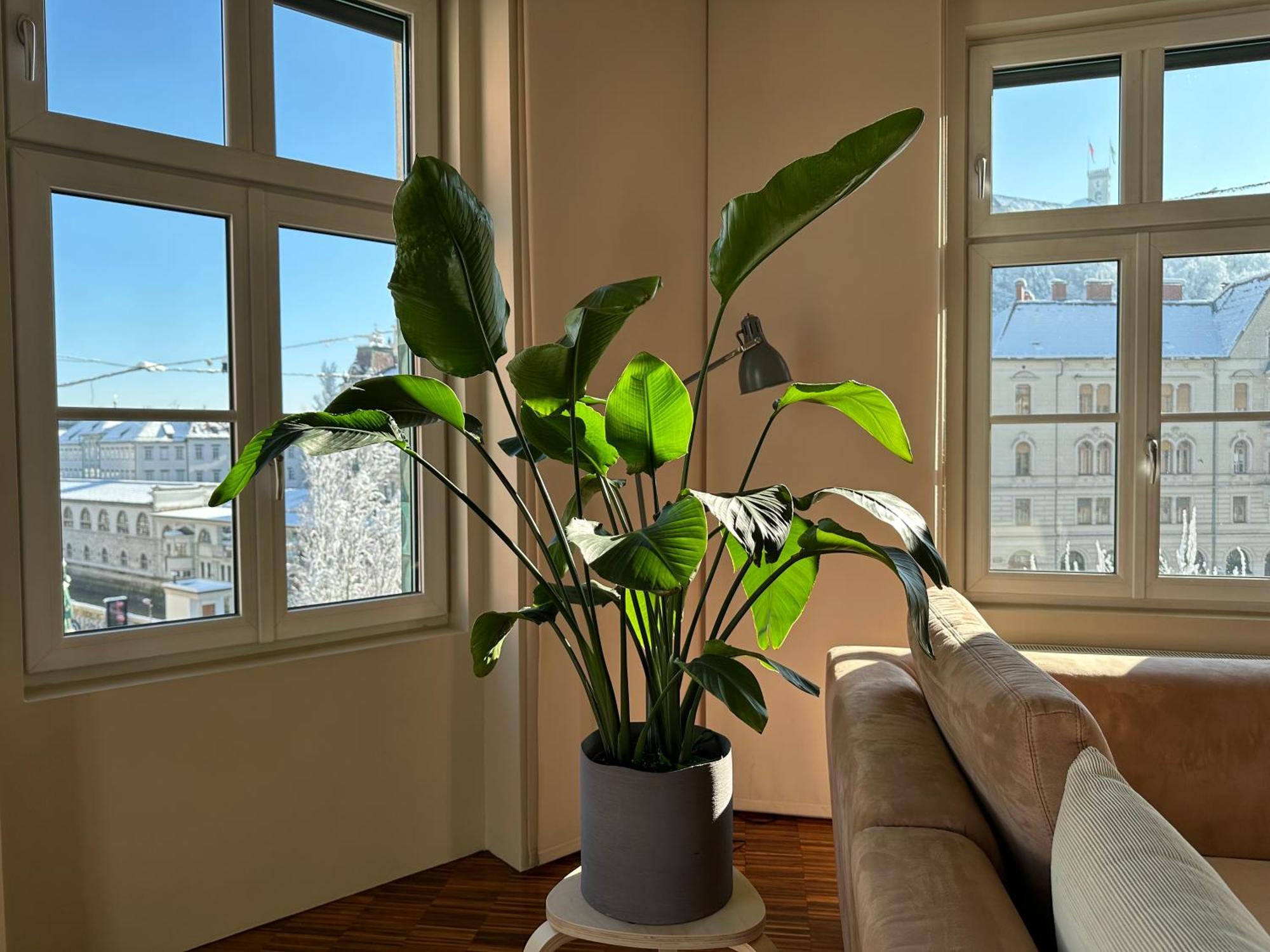 Triple Bridge Appartement